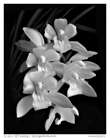 Cymbidium Sarah Jean 'Yellow Cascades'. A hybrid orchid