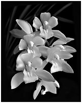 Cymbidium Sarah Jean 'Yellow Cascades'. A hybrid orchid ( black and white)