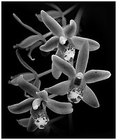 Cymbidium Scallywag. A hybrid orchid (black and white)