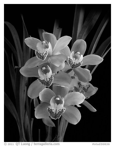 Cymbidium Scott's Sunrise. A hybrid orchid (black and white)