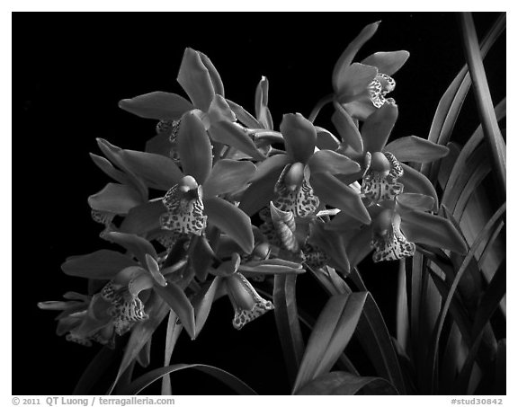 Cymbidium Strathdon 'Chailey Red'. A hybrid orchid