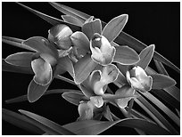 Cymbidium Sweet Wine 'Rika'. A hybrid orchid (black and white)