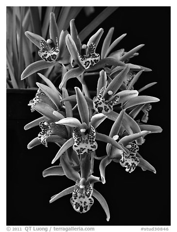Cymbidium Tea Time 'Somersby Falls'. A hybrid orchid (black and white)