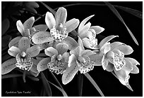 Cymbidium Tepko 'Freckles'. A hybrid orchid (black and white)