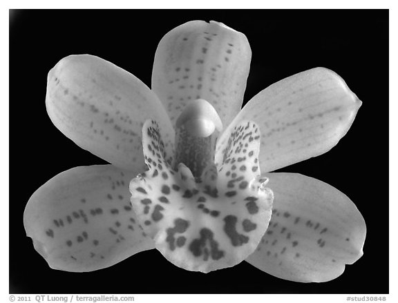 Cymbidium Tepko 'Freckles' Flower. A hybrid orchid