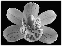 Cymbidium Tepko 'Freckles' Flower. A hybrid orchid (black and white)