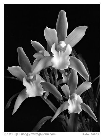 Cymbidium Tiger Tail 'Enzan'. A hybrid orchid (black and white)