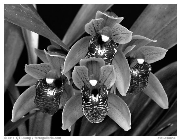 Cymbidium Tiny Tiger. A hybrid orchid (black and white)