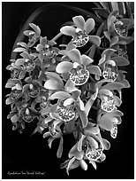 Cymbidium Tom Thumb 'Calliope'. A hybrid orchid (black and white)
