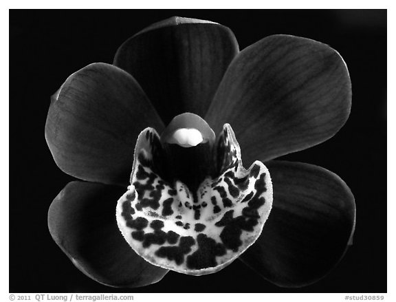 Cymbidium Willunga Regal 'Night Shade' Flower. A hybrid orchid (black and white)