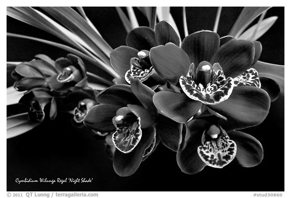 Cymbidium Willunga Regal 'Night Shade'. A hybrid orchid (black and white)