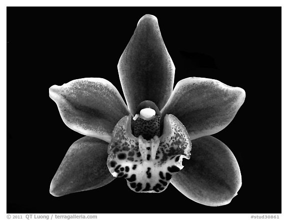 Cymbidium Winter Fire 'Splash'. A hybrid orchid (black and white)