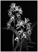 Cymbidium Wood Nymph. A hybrid orchid (black and white)