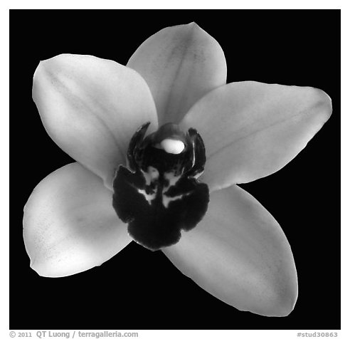 Cymbidium Yai 'Monica' Flower. A hybrid orchid (black and white)