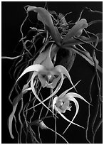 Aeranthes henrici. A species orchid ( black and white)