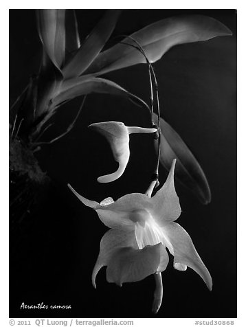 Aeranthes ramosa. A species orchid (black and white)