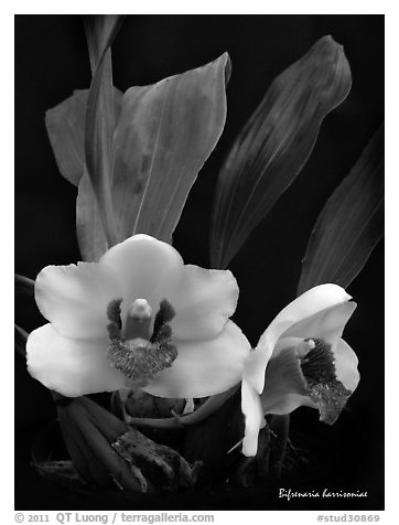 Bifrenaria harrisoniae. A species orchid (black and white)