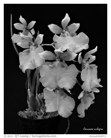 Caucacea nubigera. A species orchid (black and white)