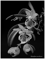 Chytroglossa marileoniae. A species orchid ( black and white)