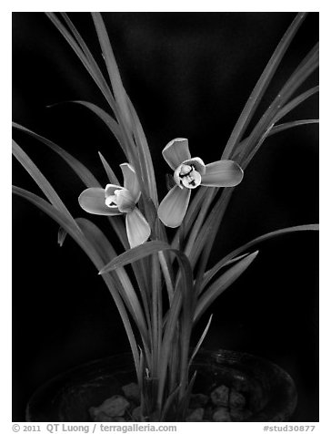 Cymbidium goeringii. A species orchid (black and white)