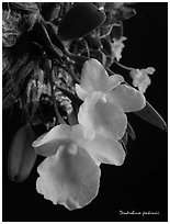 Dendrobium jenkinsii. A species orchid ( black and white)