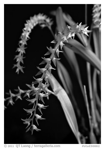 Dendrochilum curranii flower. A species orchid (black and white)