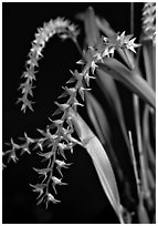 Dendrochilum curranii flower. A species orchid (black and white)