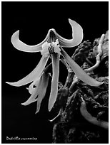 Dockrillia cucumerina. A species orchid (black and white)