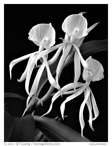Encyclia cochliata v alba. A species orchid (black and white)