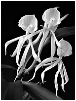 Encyclia cochliata v alba. A species orchid ( black and white)