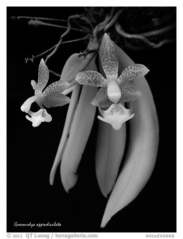 Grosourdya appendiculata. A species orchid (black and white)
