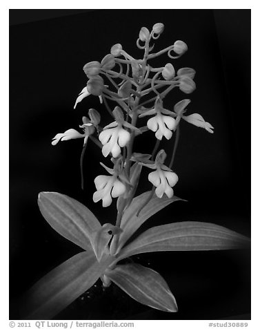 Habenaria rhodochiela. A species orchid (black and white)