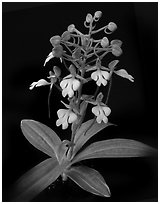 Habenaria rhodochiela. A species orchid ( black and white)