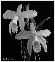 Hadrolaelia jongheana. A species orchid ( black and white)