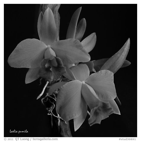 Hadrolaelia pumila. A species orchid (black and white)