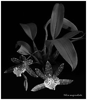 Helcia sanguinolenta. A species orchid (black and white)