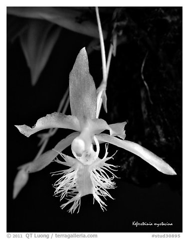 Kefersteinia mystacina flower. A species orchid (black and white)