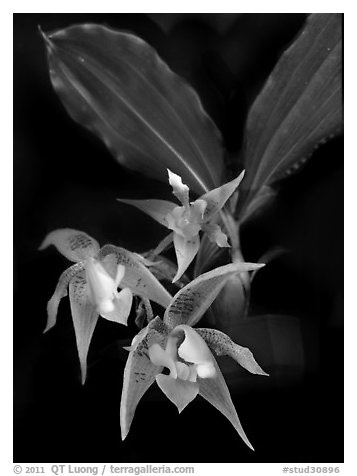 Kegeliella astropillosa. A species orchid (black and white)