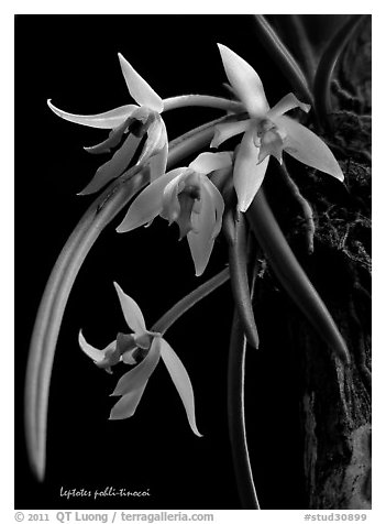 Leptotes pohli-tinocoi. A species orchid (black and white)