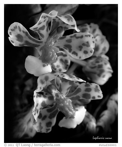 Lophiaris nana flower. A species orchid (black and white)