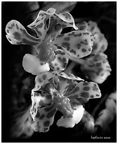 Lophiaris nana flower. A species orchid (black and white)