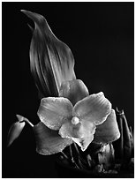 Lycaste brevispatha. A species orchid (black and white)