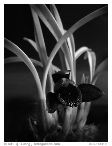 Maxillaria schunkeana. A species orchid (black and white)