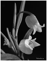 Mediocalcar sp. New Guinea. A species orchid (black and white)