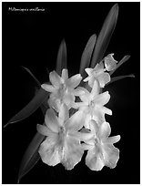 Miltoniopsis vexillaria. A species orchid (black and white)