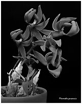 Mormodes paraensis. A species orchid (black and white)