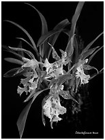 Odontoglossum tenue. A species orchid ( black and white)