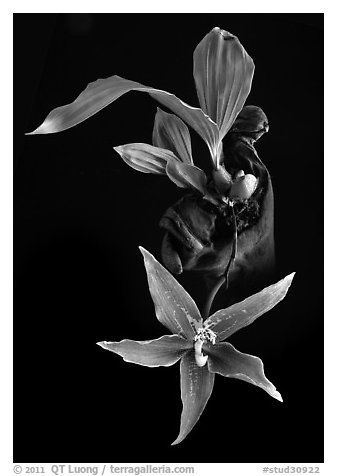Paphinia cristata. A species orchid (black and white)