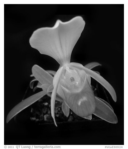 Paphiopedilum helenae. A species orchid (black and white)