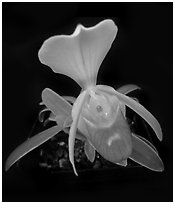 Paphiopedilum helenae. A species orchid ( black and white)